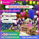 50 Top Size Mix Flower Bulbs for Spring Planting, Cold Hardy, Early Spring Blooms, Mixed Colorful Flower Bulb for Ground Cover Flowerbeds, Borders