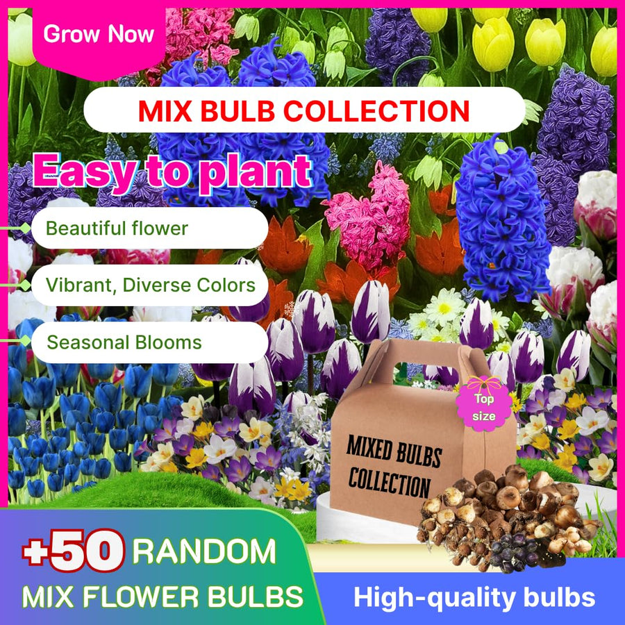50 Top Size Mix Flower Bulbs for Spring Planting, Cold Hardy, Early Spring Blooms, Mixed Colorful Flower Bulb for Ground Cover Flowerbeds, Borders