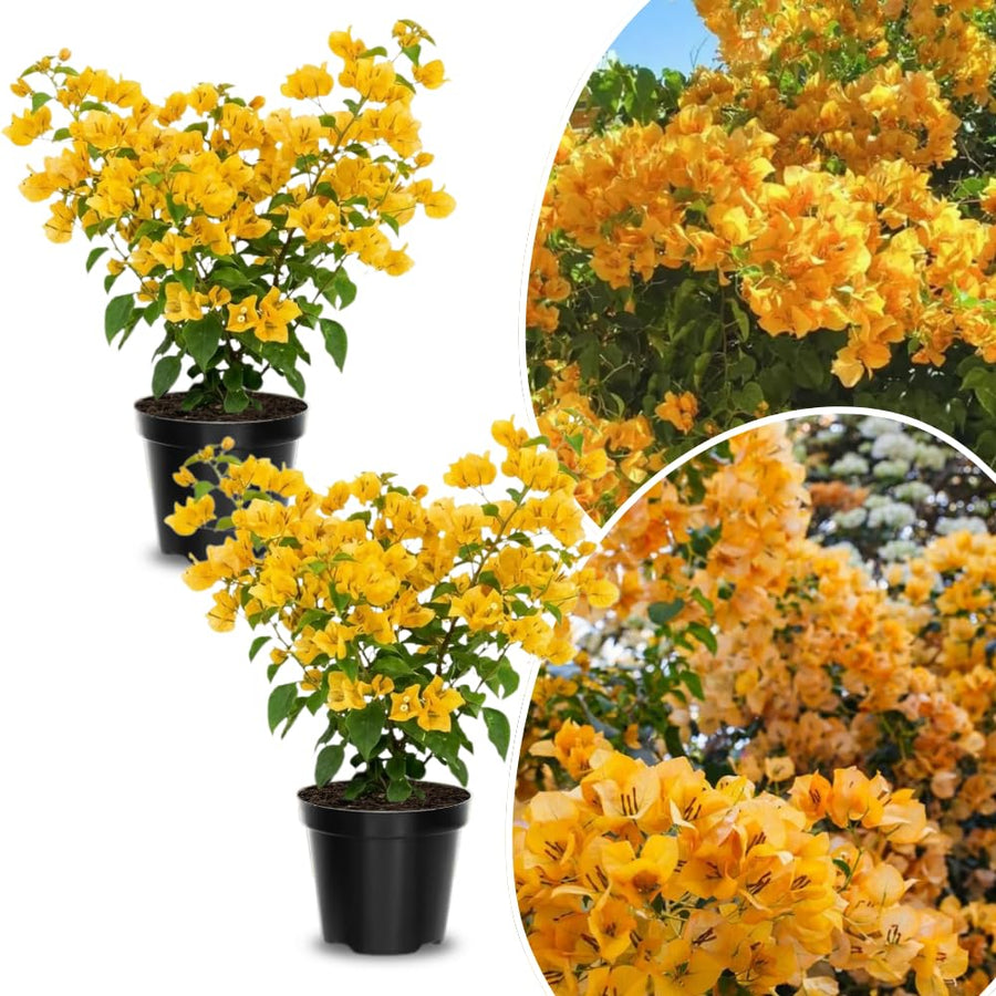2 Yellow Bougainvillea Plants Live, Perennial Bougainvillea Flowers Vine, Outdoor Garden Planting 5-9 Inches