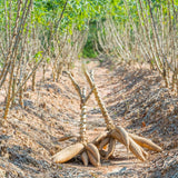 Cassava Yuca Plant Live in 4 Inc Potted, Sweet Yuca Live Plant for Growing Outdoors, 4 to 6 Inc Tall, Vegetable Plants Garden