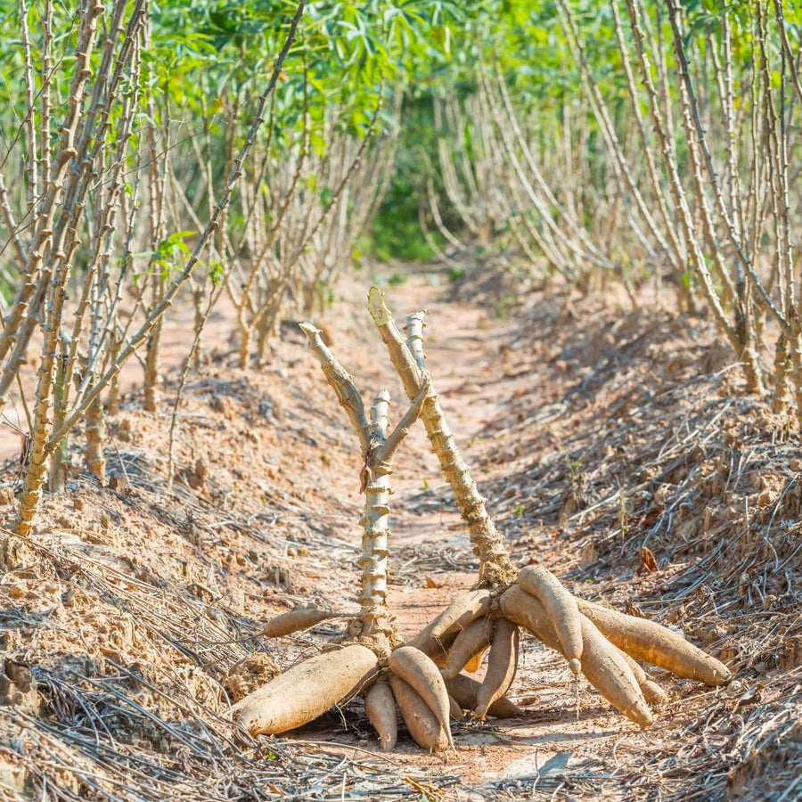 Cassava Yuca Plant Live in 4 Inc Potted, Sweet Yuca Live Plant for Growing Outdoors, 4 to 6 Inc Tall, Vegetable Plants Garden