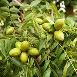 Set of 2 Pecan Tree Live Plant, 10-15 Inches Tall Bareroots, Nut Tree, Hardy Pecan Nut Seedling for Outdoor Gardening
