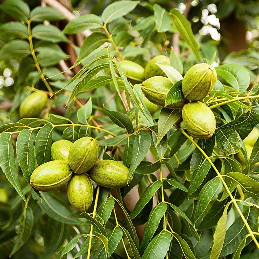 Set of 2 Pecan Tree Live Plant, 10-15 Inches Tall Bareroots, Nut Tree, Hardy Pecan Nut Seedling for Outdoor Gardening