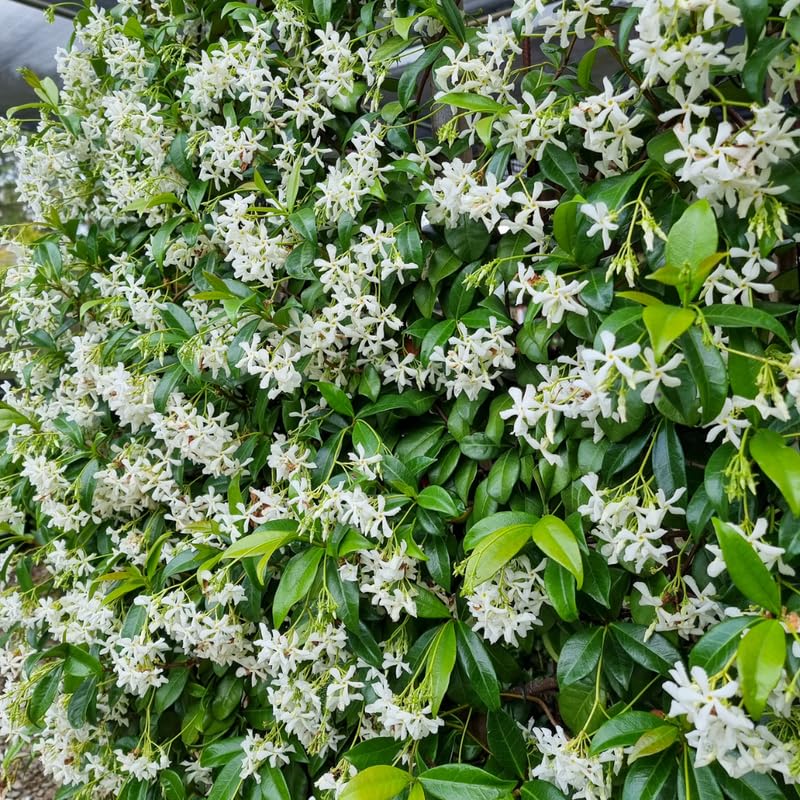 2 Jasmine Plants Live, Pinwheel Jasmine Tree Live Plant Plugs Size, Fragrant White Flower, 2-3 Inches in Tall, No Pot, Fast-Growing
