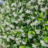 2 Jasmine Plants Live, Snow Jasmine Tree Live Plant Plugs Size, Fragrant White Flower, 2-3 Inches in Tall, No Pot, Fast-Growing