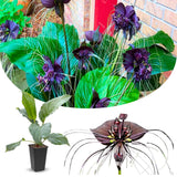 8"-14" Tropical Black Bat Orchird Flower Plant Live, Black Bat Tacca Chantrieri Houseplant, Indoor Outdoor Growing