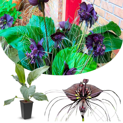 8"-14" Tropical Black Bat Orchird Flower Plant Live, Black Bat Tacca Chantrieri Houseplant, Indoor Outdoor Growing