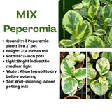 3 Assorted Peperomia Plants Live in 2 Inch Pot - 3-4" Mix Peperomia Plants, Mini Tropical Houseplants for Indoor Planting