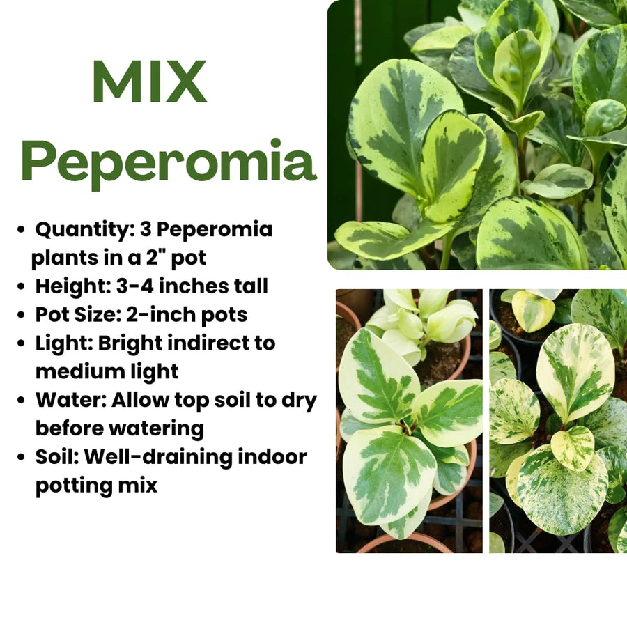 3 Assorted Peperomia Plants Live in 2 Inch Pot - 3-4" Mix Peperomia Plants, Mini Tropical Houseplants for Indoor Planting