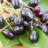 Black Java Plum Fruit Tree Plant, 4 to 6 Inches Tall in 4 Inch Pot, Well-Rooted Tropical Fruit Tree for Outdoor Planting