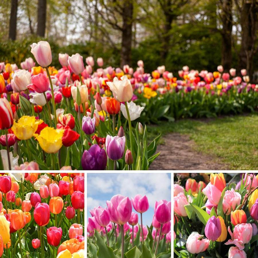10 Pack Mixed Bulbs, Tulips and Daffodils Flower Bulbs, Colorful Spring for Outdoor Planting