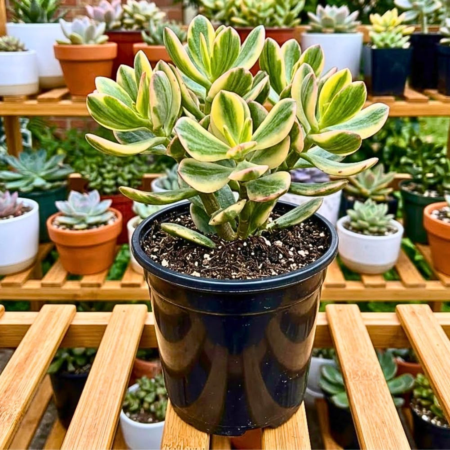 Variegated Jade Plant, Crassula Ovata Live Plant, Jade Succulent Houseplant, 2 Inch Pot for Indoor Outdoor Planting