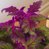 Gynura Purple Velvet Live Plant in 4in Live Plant, IndoorOutdoor, Decorative Purple Foliage, 4-6 Inches in Tall