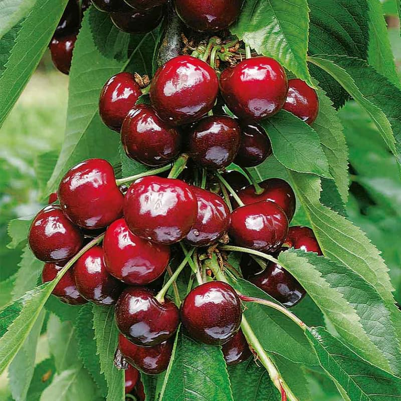 Compact Stella Cherry Tree Live Plant for Planting, Sweet Cherry Plant Live Fruit Tree 3 Feet Tall, Red Cherry Tree Plant, No Shipping to CA