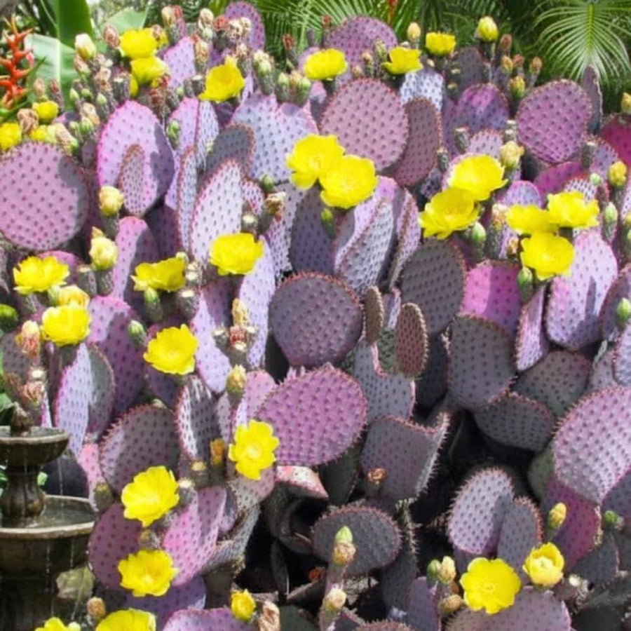 25 Purple Prickly Pear Cactus Seeds, Rare Pear Cactus Seeds for Indoor Outdoor Planting, Live Succulent Plant