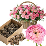Ranunculus Bulbs, 25 Ranunculus Bulbs, French Peony Style Buttercup Corms, Spring Blooming Garden Flowers, Vibrant Flower Plant (Pink Ranunculus)
