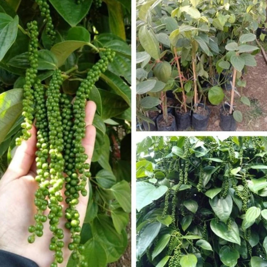 Piper Nigrum Plant Live, 4 to 6 Inches Tall, Black Pepper Plant Tree Live for Garden
