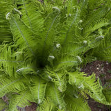 5 Ostrich Fern Bare Root Rhizomes Plant, Live Fern Plants for Shade Gardens, Hardy Outdoor Perennials Plant