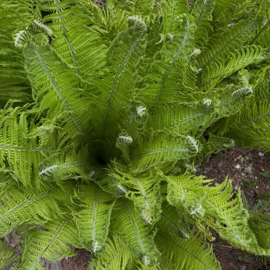 5 Ostrich Fern Bare Root Rhizomes Plant, Live Fern Plants for Shade Gardens, Hardy Outdoor Perennials Plant