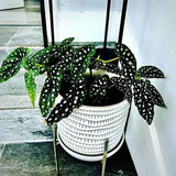 Begonia Live Plant Outdoor, Can Grow As Weeping Begonia, Fast-Growing, Easy-Care Flowering Plant for Gardens Containers, 5-9” Tall, No Pot, Begonia Maculata Plants ((Angel Wing)