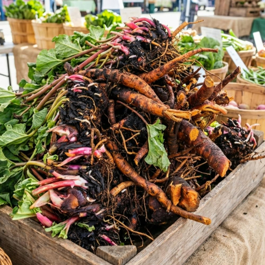 5 XL Size Rhubarb Crowns for Planting, Fast-Growing, Rhubarb Root Division Plant, High Yield, Rich Flavor, Red Stalks