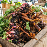 05 Rhubarb Roots for Planting, M Size Red Rhubarb Plants Crown Rhizomes Vegetable for Planting, Hardy Perennial Vegetables