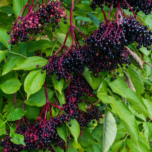 Elderberry Plant for Planting, Elderberry Plant Live, Rooted in 1 Gallon Pot, 2-3 Feet Tall, Cold Hardy Fruit Plant, Edible Berry for Planting