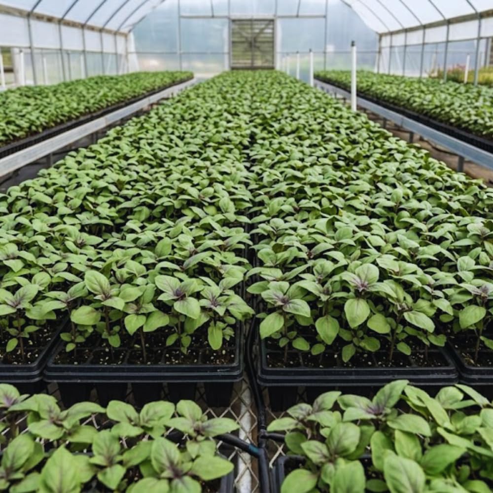 2 African Blue Basil Plants Live, 5 to 7'' Tall, Basil Live Plants for Herb Gardening, Well Rooted No Potted