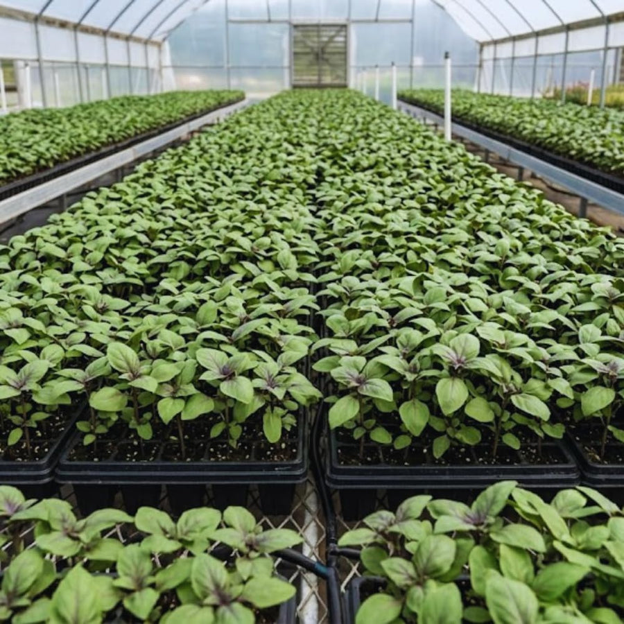 2 African Blue Basil Plants Live, 5 to 7'' Tall, Basil Live Plants for Herb Gardening, Well Rooted No Potted