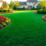 Set 20000 Zoysia Grass Seeds, Zoysia Grass Seed for Lawn, Soft Fine Ground Cover for Landscape, Yard and Walkway