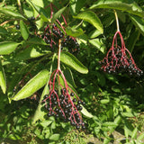 Elderberry Plant Live for Planting, Elderberry Plant Live, 2-3 Feet Tall, 1 Gallon Pot, Cold Hardy Berry Bush for Outdoor Garden