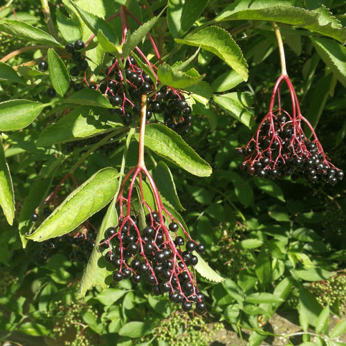 Elderberry Plant Live for Planting, Elderberry Plant Live, 2-3 Feet Tall, 1 Gallon Pot, Cold Hardy Berry Bush for Outdoor Garden