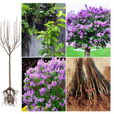 3 Purple Lilac Trees Live Plants, 1-2 Feet Tall, Bareroots, Reblooming Lilac Plant Live for Planting, Fragrant Flowers Bush Ready to Grow, No Leaves