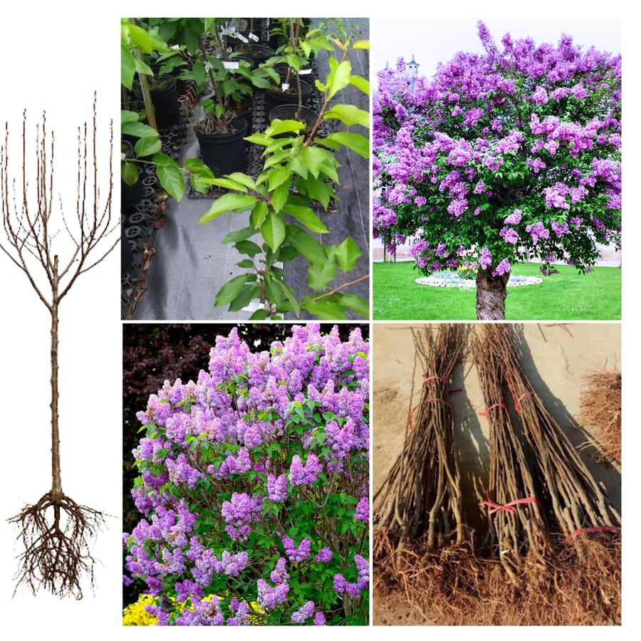 3 Purple Lilac Trees Live Plants, 1-2 Feet Tall, Bareroots, Reblooming Lilac Plant Live for Planting, Fragrant Flowers Bush Ready to Grow, No Leaves
