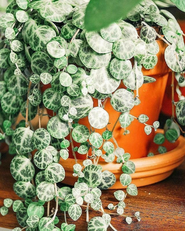 String Plant Live 4 Inch Pot, Rare Succulents Plants in Hanging Baskets, Trailing Succulent Houseplant for Home Office (String of Turtles)