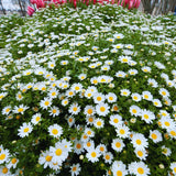 2 White Daisy Plants Live, Daisy Perennials Live Plants Outdoor, 5 to 7 Inc in Height Starter Plants