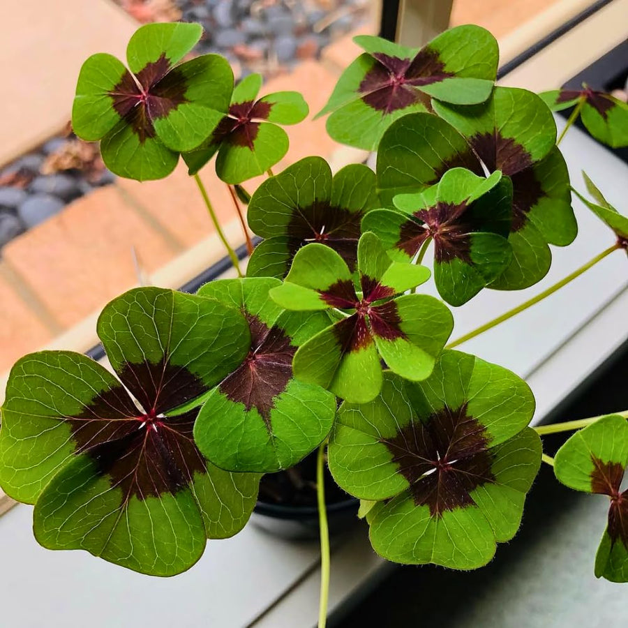 Oxalis Plant Live, Shamrock Spring Flower, 4 Inc Pot, Ornamental Oxalis Plant Live for Indoor Outdoor Garden, 4-8'' Tall (Dark Pink)