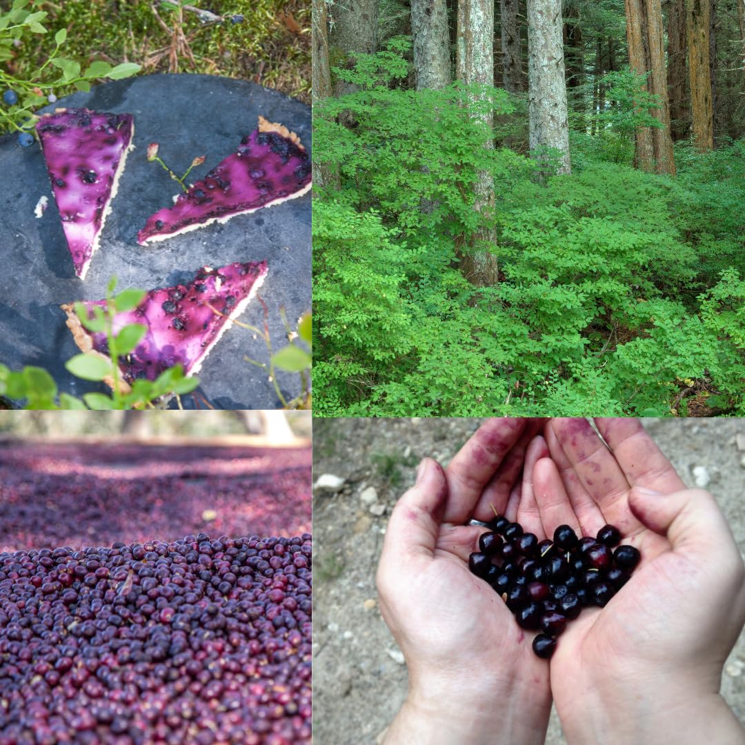 2 Medium Black Huckleberry Bushes, Sweet Huckleberries Trees Live Plants, Starter 4-6 Inc Tall in 4 Inc Pot, Well Rooted, Dormant, Blueberry Like