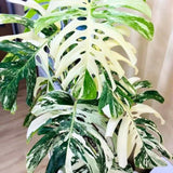 Philodendron Plant Live, Rare Tropical Variegated Live Indoor Houseplant for Home Office, 5-8" Tall, No Pot (Variegated Philodendron Monstera Constellation)
