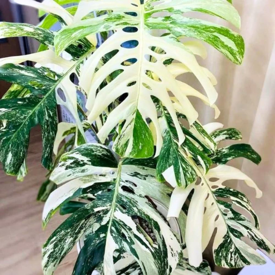 Philodendron Plant Live, Rare Tropical Variegated Live Indoor Houseplant for Home Office, 5-8" Tall, No Pot (Variegated Philodendron Monstera Constellation)