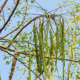 Set 2 Moringa Oleifera Drumstick Plant, Moringa Trees Live Plants, 4 to 6 Inc Tall Long, Tropical Herb Plant Garden Growing Inside or Outside, 2 Plants per Pot