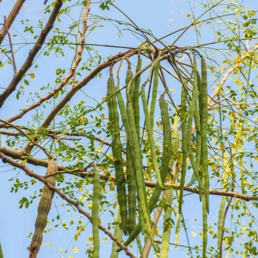 Set 2 Moringa Oleifera Drumstick Plant, Moringa Trees Live Plants, 4 to 6 Inc Tall Long, Tropical Herb Plant Garden Growing Inside or Outside, 2 Plants per Pot