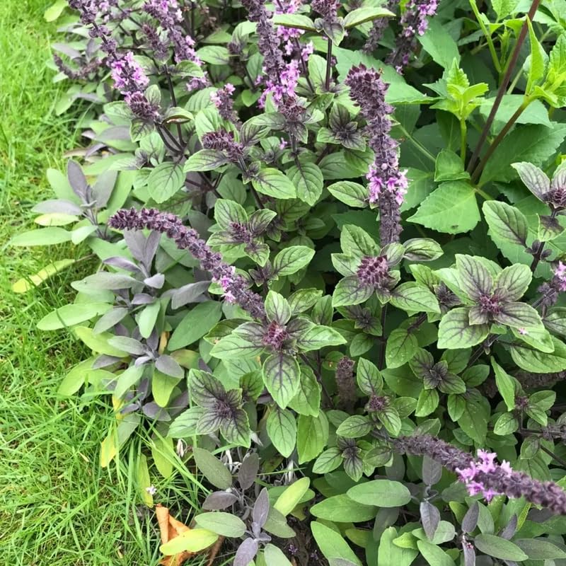 African Blue Basil Plant Live, 4 to 6 Inch Tall Herb Plant, Fragrant Leaves Basils Live Plants Potted