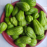 Green Chayote Squash Vine Live Plant, Edible Vegetable Plant, 8-10 Inches Tall for Garden Planting