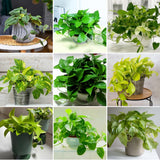 Set 3 Pothos Live Plants, Assorted Pothos Plant Live Indoor, Hanging Basket Vine Plant Indoor Outdoor, Easy to Plant