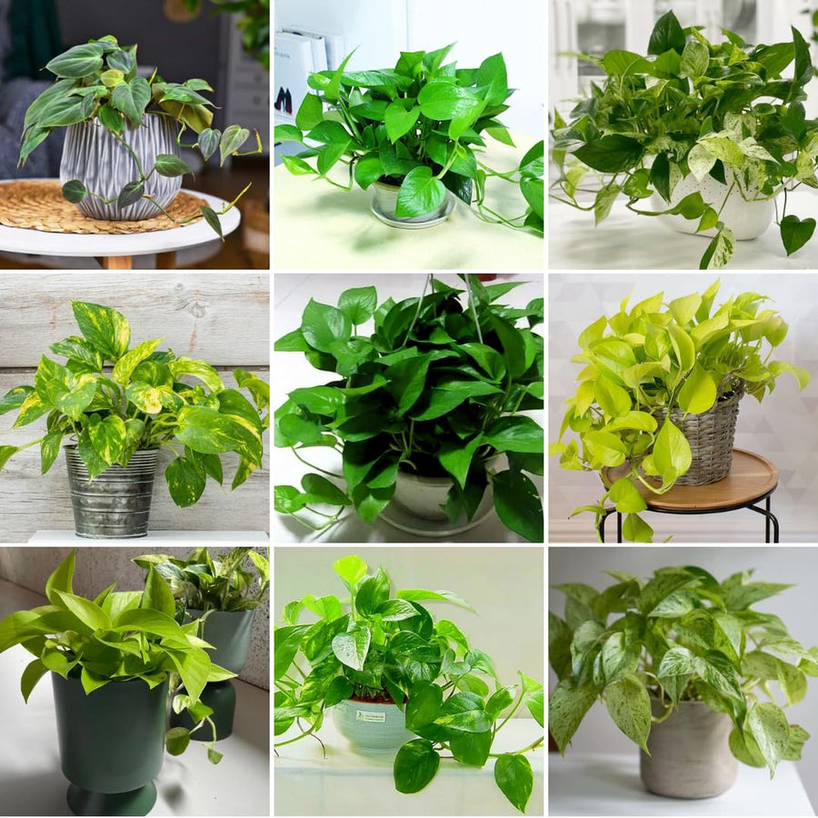 Set 3 Pothos Live Plants, Assorted Pothos Plant Live Indoor, Hanging Basket Vine Plant Indoor Outdoor, Easy to Plant