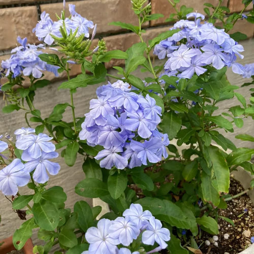 2 Blue Plumbago Live Plant 4-6 Inch Tall, Perennial Flowers Plant for Gardens, Patios, Landcapes, 2 Plant Per Pot, Hardy and Well-Rooted