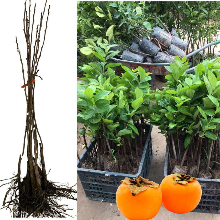 3 Cold Hardy Persimmon Trees Live Plants, 6-13" in Tall, American Persimmon Fruit Tree, Bare Root to CA, Dormant in Winter