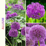 3 Allium Bulbs for Planting, Allium Gladiator Bulbs, Purple Blooming Onion Flowering Perennial for Spring and Summer Garden