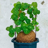 Already Sprouts Stephania Cephalantha Plant Bulb, Various Size Caudex, Rare Succulent with No Hair Roots, Home Decor, Houseplant, Cold Hardy (Large 3-3.5" Caudex)